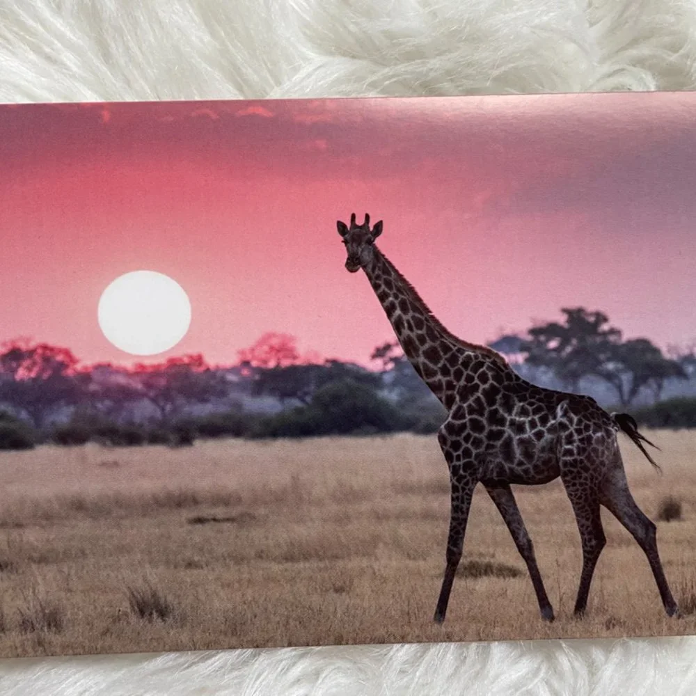 20 Assorted Cards Wild Animal blank inside